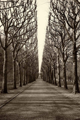 "Tree Alley" Painting Print on Wrapped Canvas