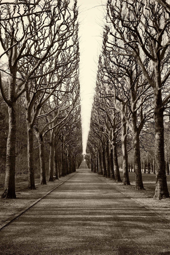 "Tree Alley" Painting Print on Wrapped Canvas