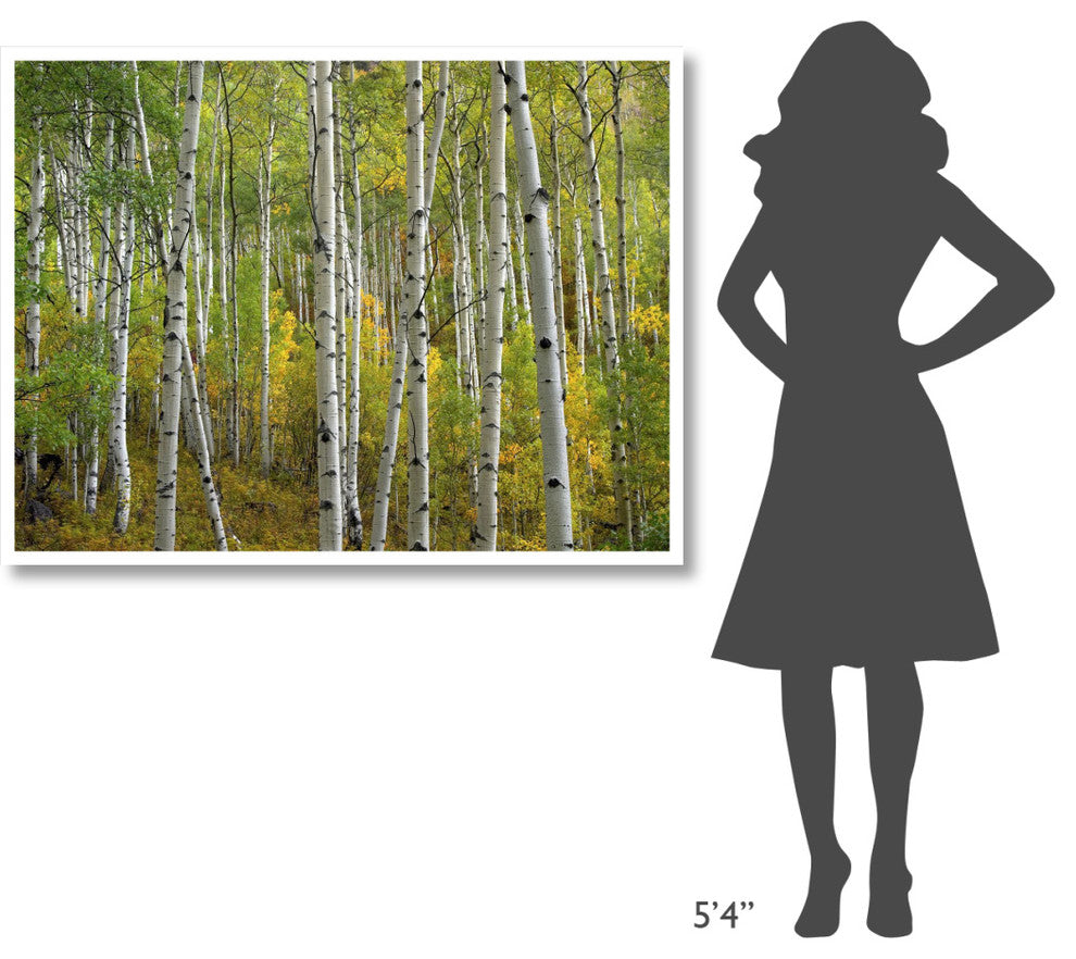 "Aspen trees in fall, Colorado" Digital Paper Print by Tim Fitzharris, 50"x38"