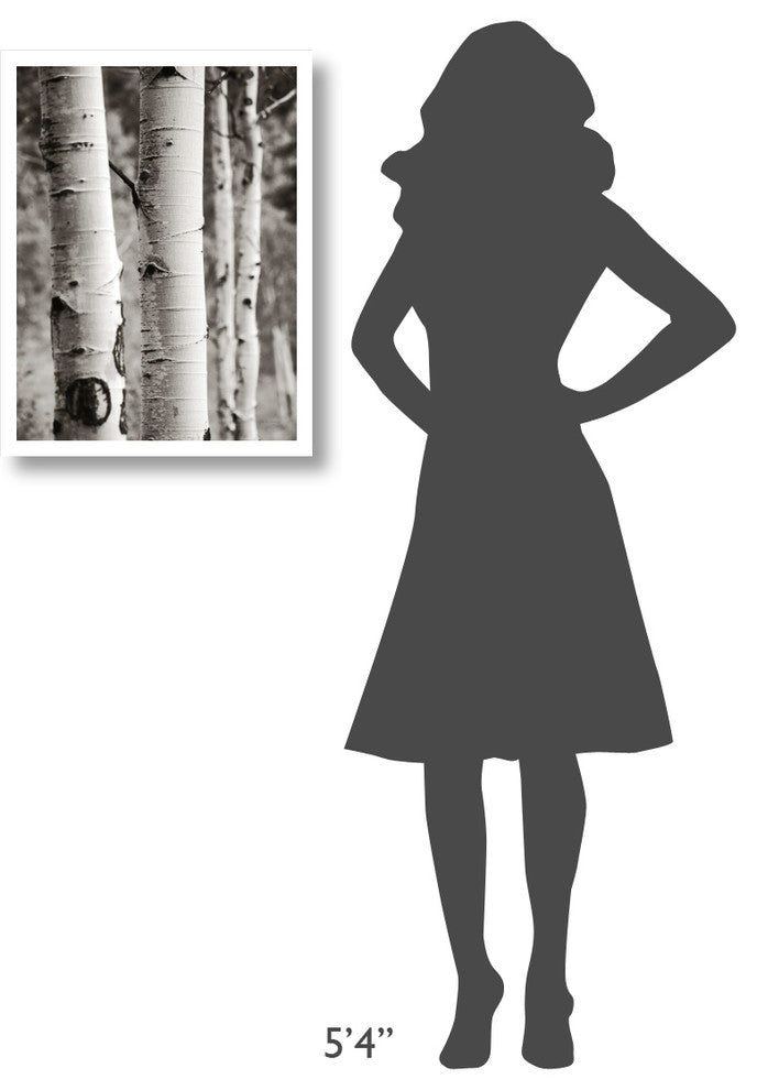 "Aspens I" Digital Paper Print by Debra Van Swearingen, 20"x26"
