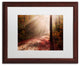 Michael Blanchette Photography 'Light in the Forest' Matted Framed Art, 20x16