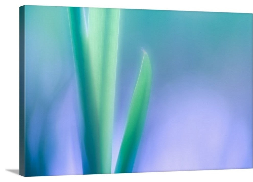 "Lily Leaves" Wrapped Canvas Art Print, 36"x24"x1.5"