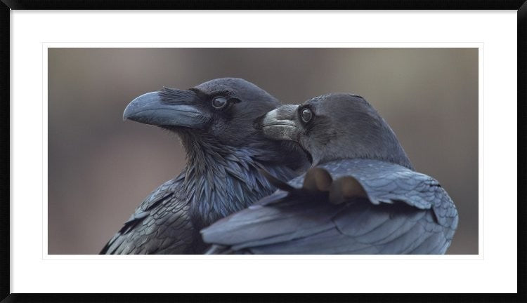 "Hermanos Corax" Framed Digital Print by J. Del Alar, 44x26"
