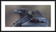 "Hermanos Corax" Framed Digital Print by J. Del Alar, 44x26"