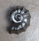 Nautilus Shell Knob, Satin