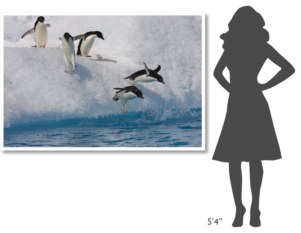 "Adelie Penguins jumping/diving off iceberg, Paulet Island" Paper Art, 62"x42"