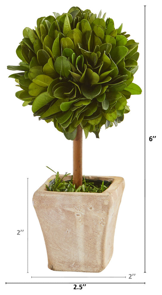 6" Boxwood Topiary Preserved Plant, Ceramic Planter, Set of 4