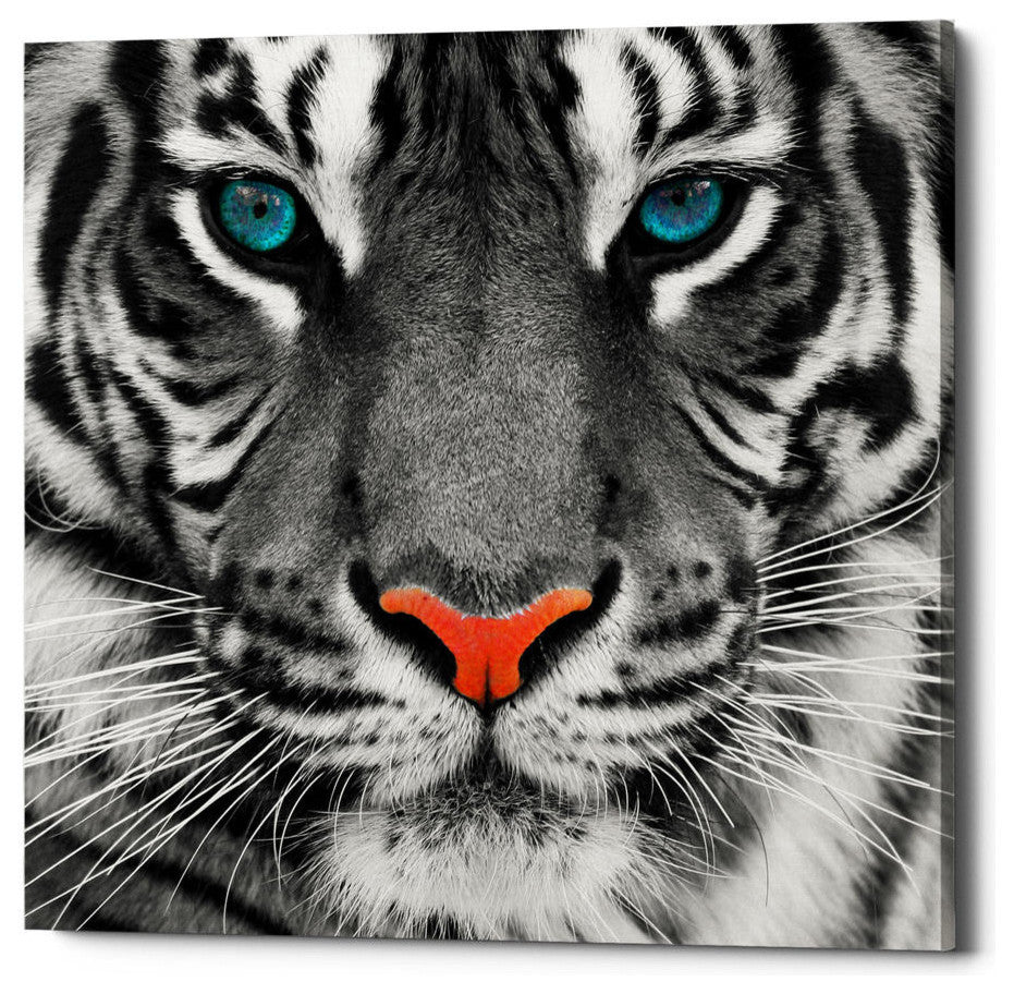 Epic Graffiti "Thrill of the Tiger" Giclee Canvas Wall Art, 26"x26"