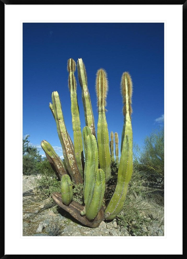Old Man Cactus In Sonoran Desert Landscape, Baja California, Mexico, 30"x42"