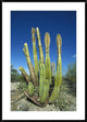Old Man Cactus In Sonoran Desert Landscape, Baja California, Mexico, 30"x42"
