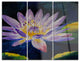 "Purple Lotus Flower" Glossy Metal Wall Art, 3 Panels, 36"x28"