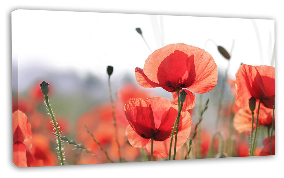 Soft Poppy Flowers Petals View, Floral Canvas Art Print, 32"x16"