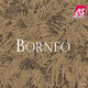 Borneo, Exotic Tropical Atmosphere Brown Wallpaper Roll, Nature Wall Decor
