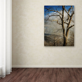 'Tree In Winter' Canvas Art by Lois Bryan