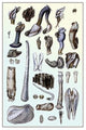 Shells: Pedunculated Cirrepedes and Conchifera Dimyaria