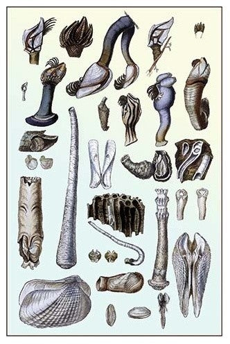 Shells: Pedunculated Cirrepedes and Conchifera Dimyaria