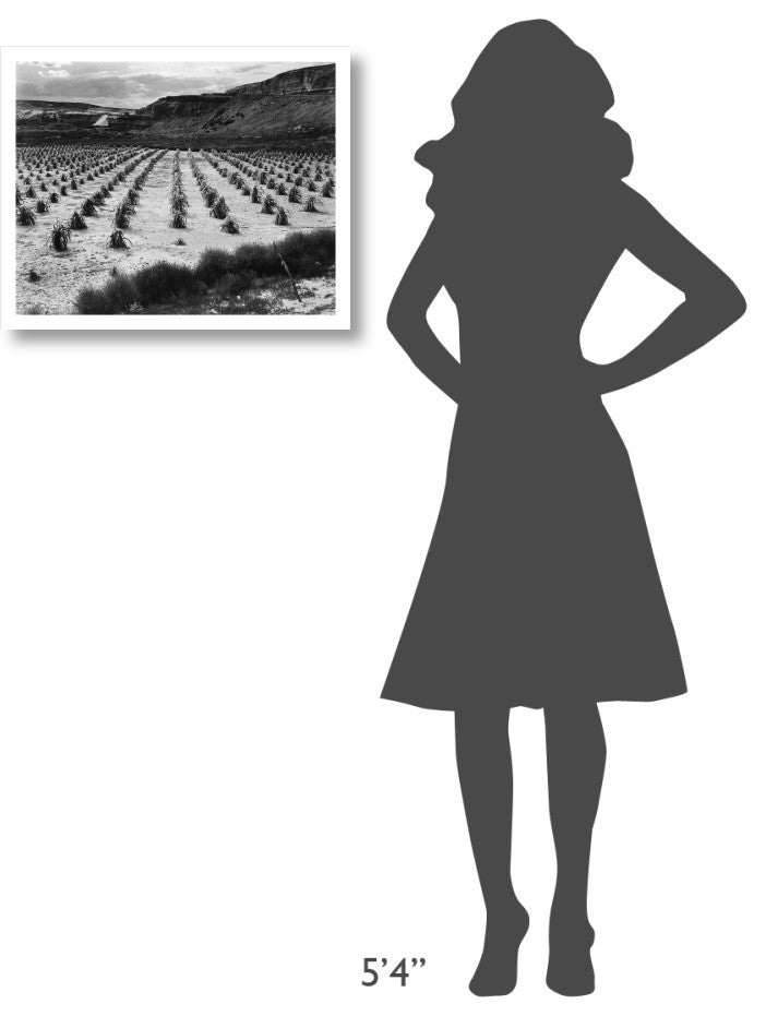 "Rows of corn, cliff, Corn Field Farm, Tuba City, Rain, 1941" Paper Art, 24"x19"