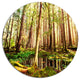 Dense Trees In Green Rain Forest, Landscape Disc Metal Wall Art, 23"