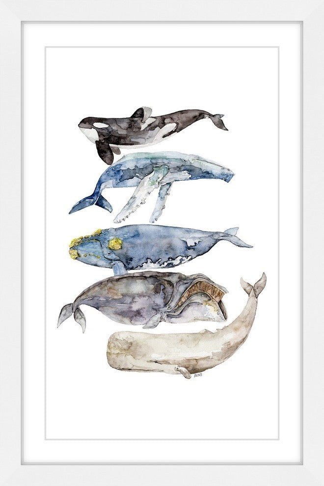 "Whale Species" Framed Print by Rachel Byler
