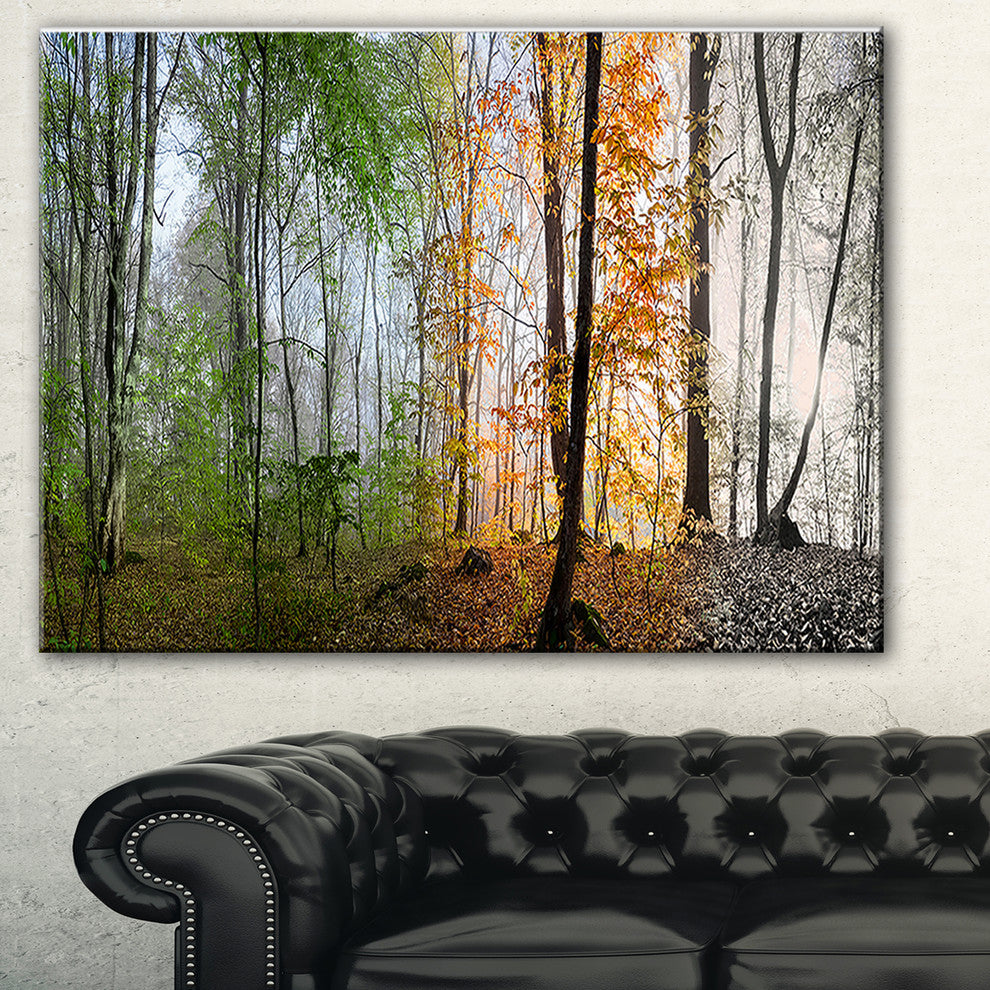 "Morning Forest Panorama" Canvas Print