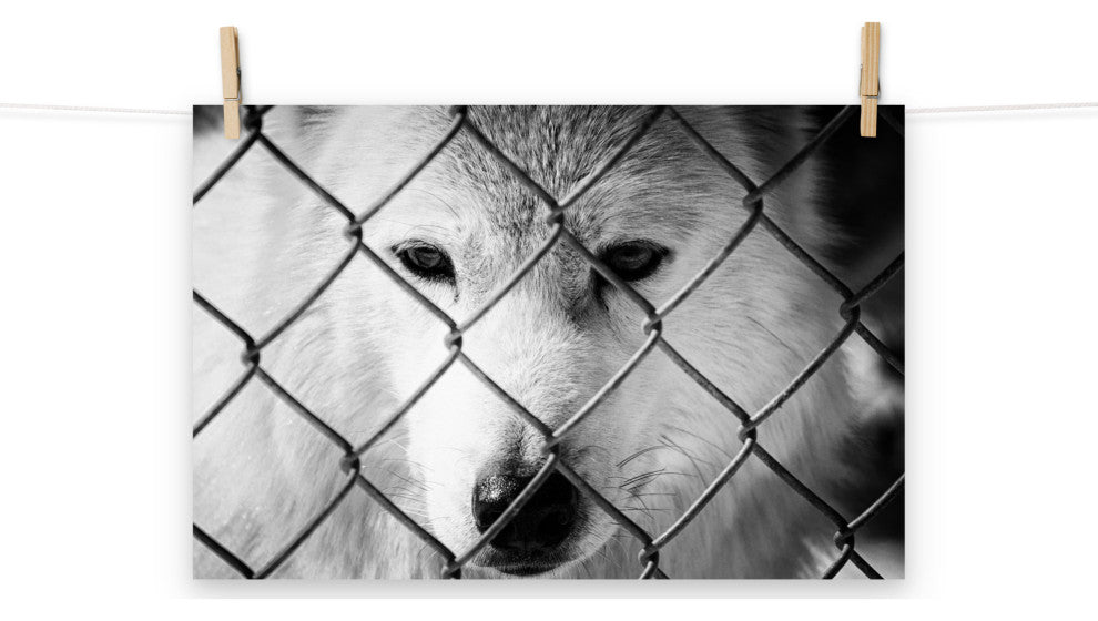 Dreams of Freedom Black & White Wildlife Photo (Wolf) Unframed Wall Art Print, 12" X 18"