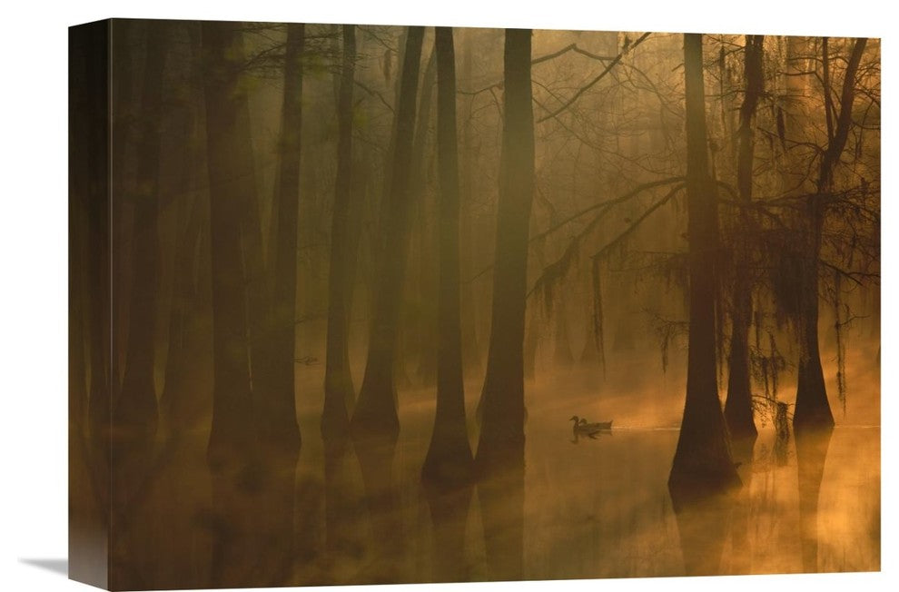 "Mallard Pair In Swamp, Calcasieu River, Lake Charles, Louisiana" Artwork