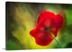 "Poppy" Wrapped Canvas Art Print, 24"x16"x1.5"
