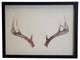 Horizontal Antlers