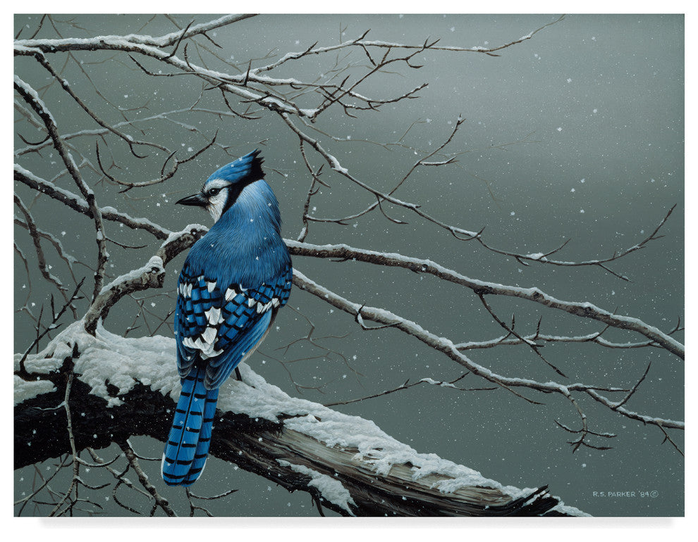 Ron Parker 'Winter Jay' Canvas Art, 32"x24"