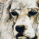 Leonardo's Dogs American Cocker Spaniel Dog Pillow
