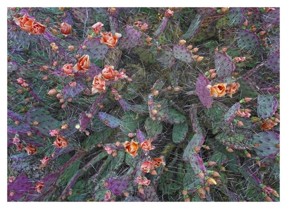 "Opuntia flowering, North America" Paper Print by Tim Fitzharris, 46"x33"