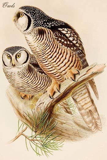 Owls - Fine Art Giclee Print 24" x 36"
