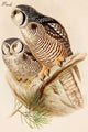 Owls - Fine Art Giclee Print 24" x 36"