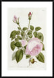 "Illustration From The Botanical Register" Framed Print by John Lindley, 26"x38"