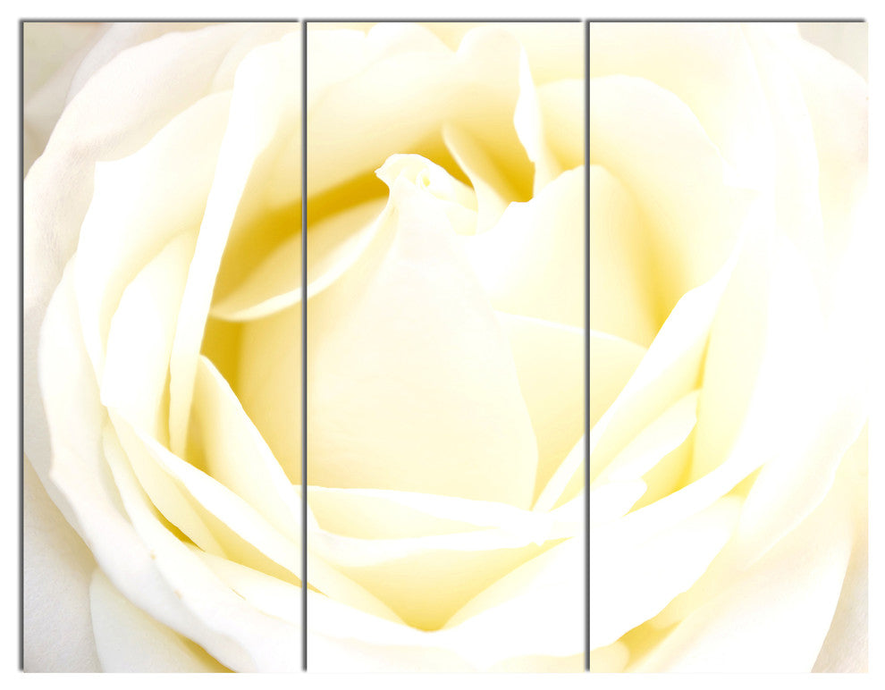 White Rose with Close Up Petals, Floral Triptych Canvas Print, 36x28, 3 Panels