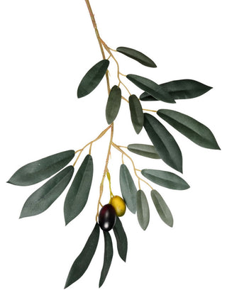 Close-up/cropped view of olive leaves and olives on white background.