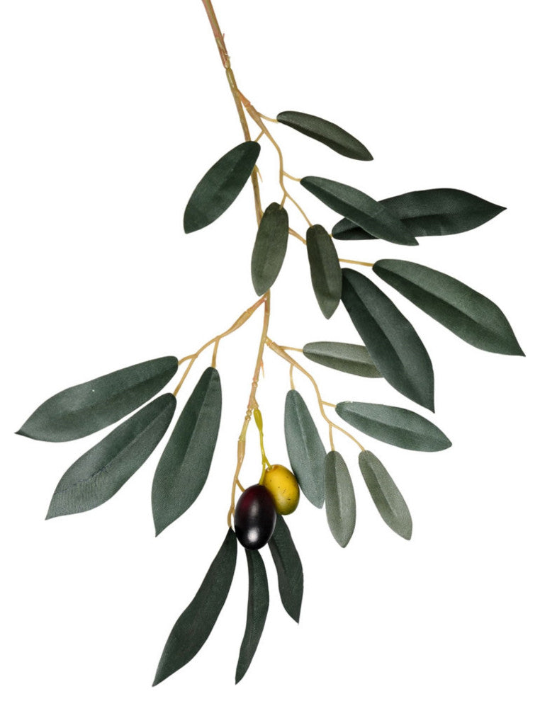 Close-up/cropped view of olive leaves and olives on white background.