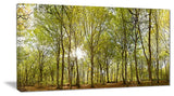 "Green Forest Panoramic View" Canvas Print