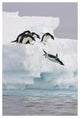 "Adelie Penguin diving off iceberg, Paulet Island" Paper Art, 42"x62"