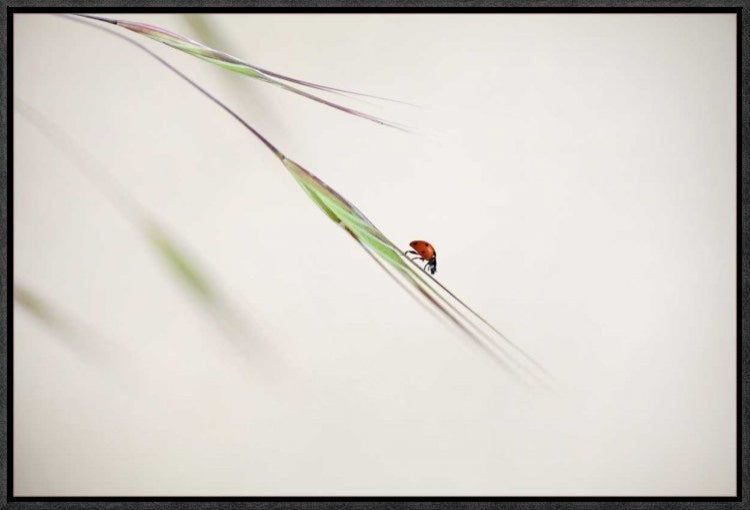 "Untitled" Framed Canvas Giclee by Anna Cseresnjes, 23x16"