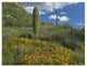 "California Poppy, Saguaro cacti, Organ Pipe Cactus Monument" Paper Art, 34"x26"