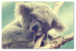 'Sleepy Head' Canvas Art by Beata Czyzowska Young