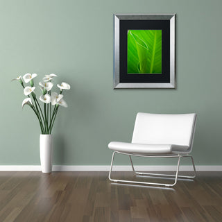 PIPA Fine Art 'Leaves Canna Lily' Matted Framed Art, 20x16