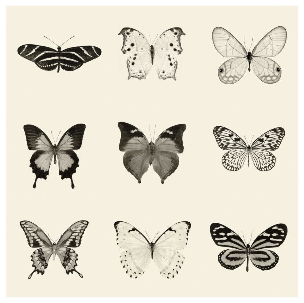 "Butterfly - BW 9 Patch" Digital Paper Print by Debra Van Swearingen, 42"x42"