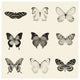 "Butterfly - BW 9 Patch" Digital Paper Print by Debra Van Swearingen, 42"x42"