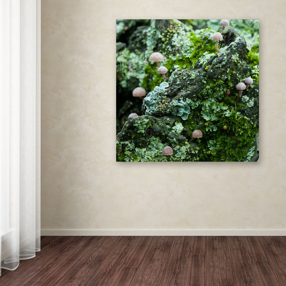 ''Tiny Mushroom Forest'' Canvas Art by Kurt Shaffer