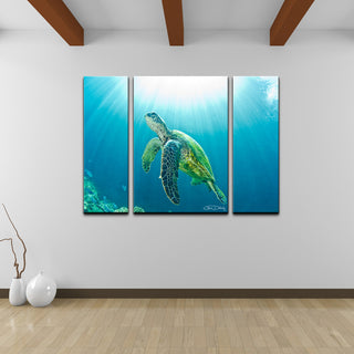 Ready2HangArt Christopher Doherty 'Sea Turtle' Canvas Wall Art (3 Piece)