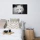 Black and White Portrait of White Wolf Wildlife Photograph Canvas Wall Art Print, 24" X 36"