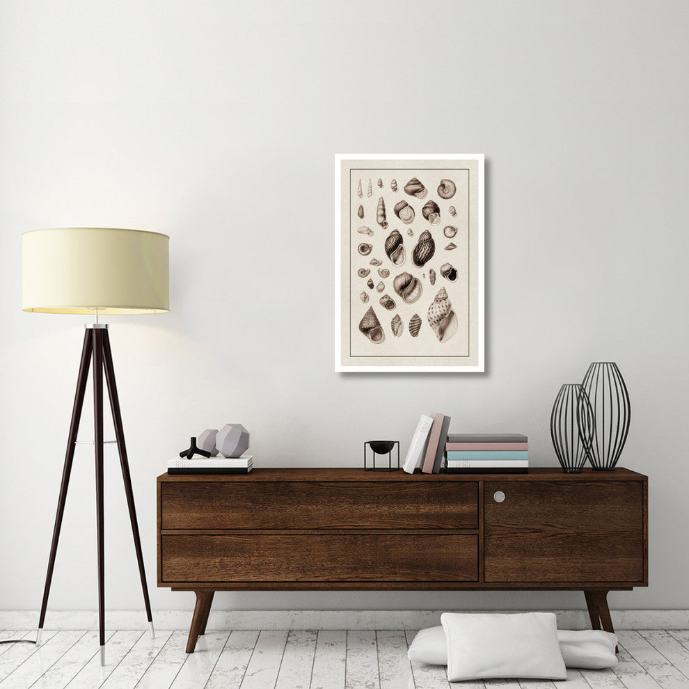 "Shells: Sessile Cirripedes #2 (Sepia)" Paper Print by G.B. Sowerby, 26"x38"