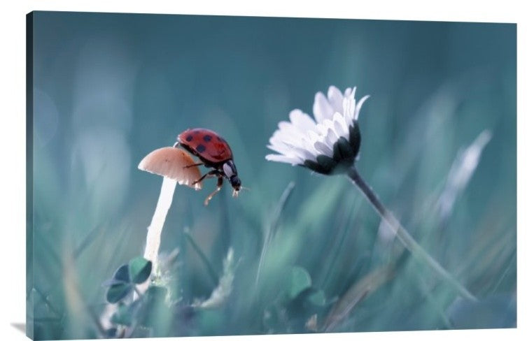 The Story Of The Lady Bug, 36"x24"
